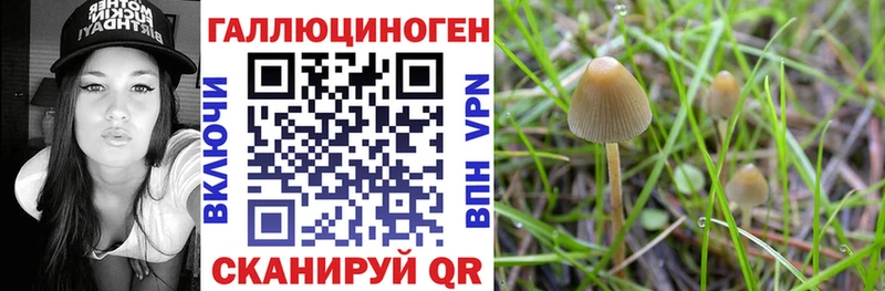 Псилоцибиновые грибы Cubensis  продажа наркотиков  Сосновый Бор 