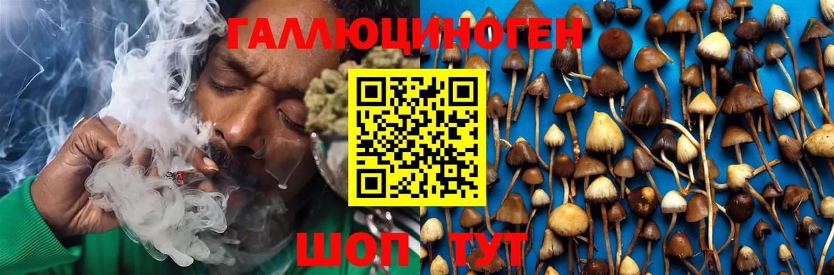 Сосновый Бор  Псилоцибиновые грибы Psilocybe  Вход с VPN 